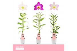 Dendrobium nobile mix 1-spike Orchid Collection 20 bl.