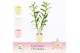 Dendrobium nobile spring dream kumiko 2-spike in Lotte Exclusiva Orchi 
