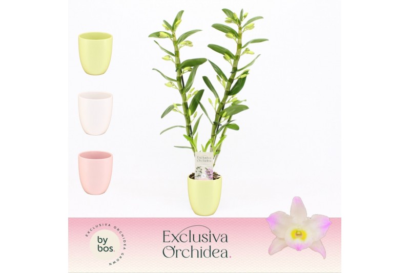 Dendrobium nobile spring dream kumiko 2-spike in Lotte Exclusiva Orchi 