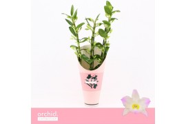 Dendrobium nobile spring dream kumiko 3-spike Orchid Collection Potcov