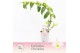 Dendrobium nob. spring dreamstarclass apollon Boomerang 1-tak Exclusiv 