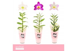 Dendrobium nobile mix 1-spike Orchid Collection Potcover 25 bl.