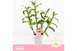 Dendrobium nob. spring dreamstarclass apollon Dendrobium Nobilé, Apoll