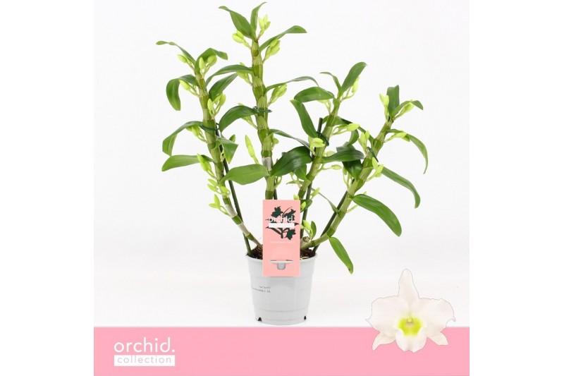 Dendrobium nob. spring dreamstarclass apollon Dendrobium Nobilé, Apoll 