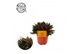 Peperomia caperata rosso