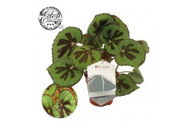 Begonia masoniana rock + nederlands etiket