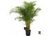 Dypsis lutescens 