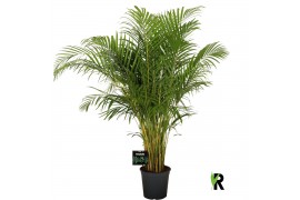 Dypsis lutescens