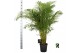Dypsis lutescens 