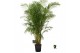 Dypsis lutescens 