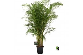 Dypsis lutescens