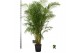 Dypsis lutescens 