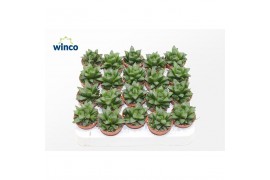 Haworthia retusa Haworthia Retusa Ssp.