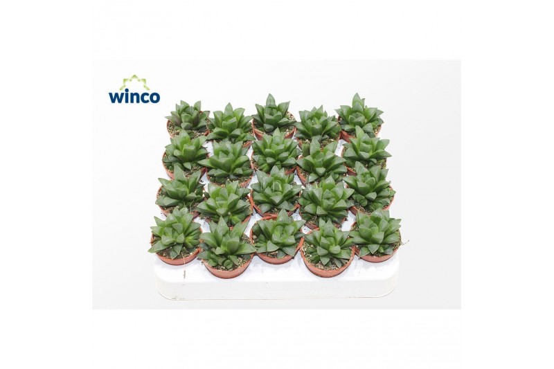 Haworthia retusa Haworthia Retusa Ssp. Haworthia retusa Haworthia Retusa Ssp.