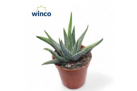 Haworthia fasciata concolor