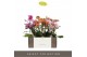 Phalaenopsis mix multiflora Exclusivo - Mix - 3 tak 