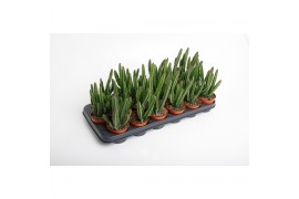 Stapelia leendertziae