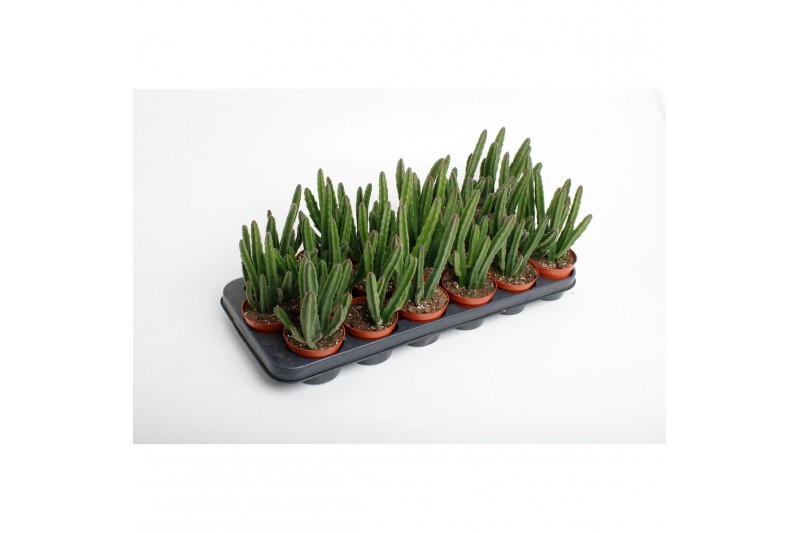 Stapelia leendertziae 