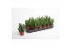 Stapelia leendertziae 
