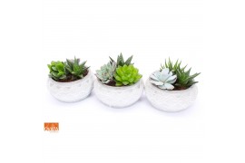 Succulenten mix SuPure® bowl in Marrakesh