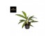 Aglaonema sunray green 