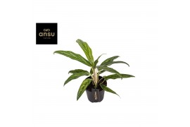 Aglaonema sunray green