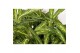 Aglaonema sunray green 