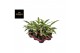 Aglaonema sunray green 