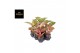 Aglaonema lychee red 
