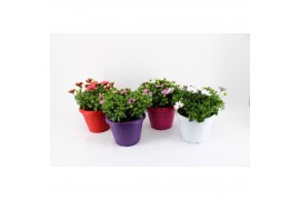 Osteospermum margarita mix patiopot