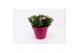 Osteospermum margarita mix patiopot 