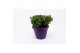 Osteospermum margarita mix patiopot 