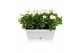 Osteospermum margarita white in duobak wit 