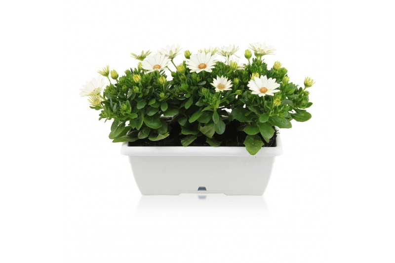 Osteospermum margarita white in duobak wit 