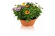 Osteospermum margarita mix in schaal carnaval 