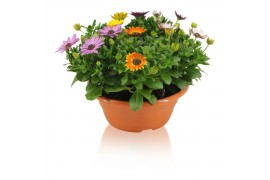 Osteospermum margarita mix in schaal carnaval