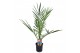 Phoenix canariensis 