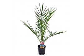 Phoenix canariensis
