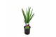 Chamaerops humilis 
