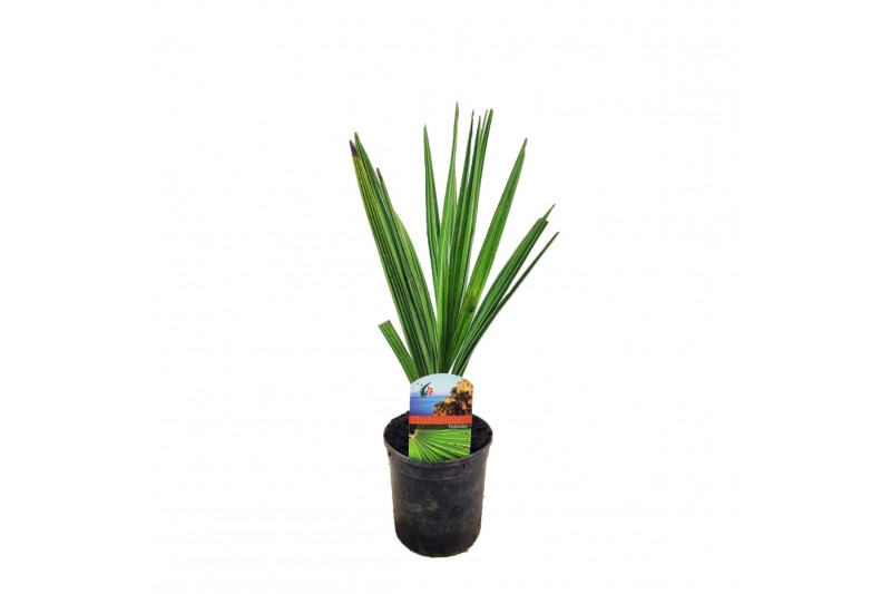 Chamaerops humilis 