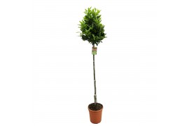 Laurus nobilis