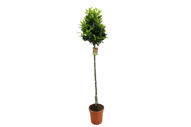 Laurus nobilis 