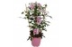 Pandorea jasminoides op rek 