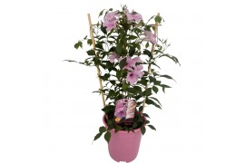 Pandorea jasminoides op rek
