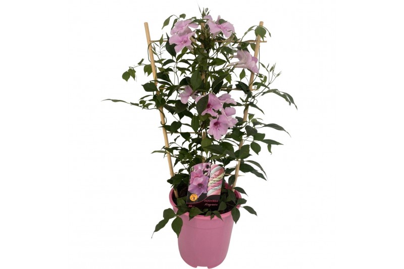Pandorea jasminoides op rek 