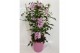 Pandorea jasminoides op rek 
