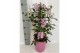 Pandorea jasminoides op rek 