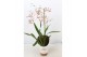 Oncidium rosy sunset 1 tak 