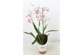 Oncidium rosy sunset 1 tak