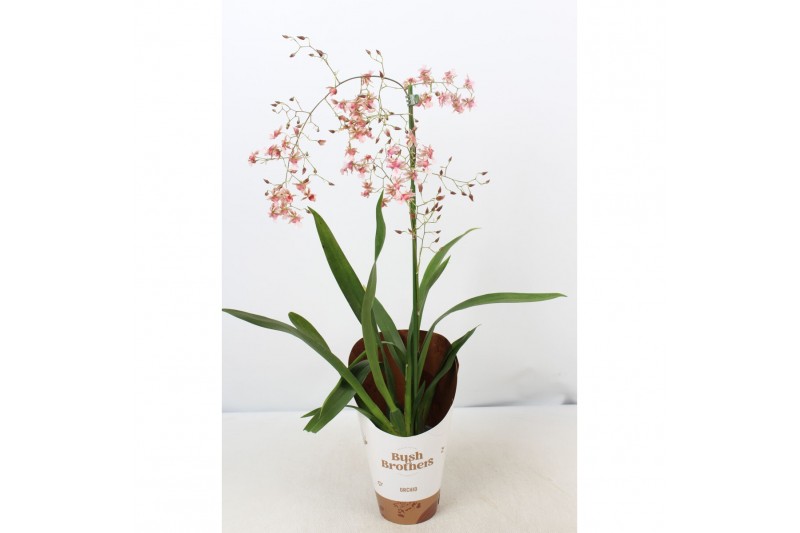Oncidium rosy sunset 1 tak 